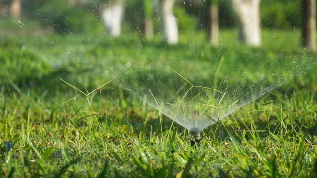 Sprinkler spraying water onto green grass; trees in the blurred background.