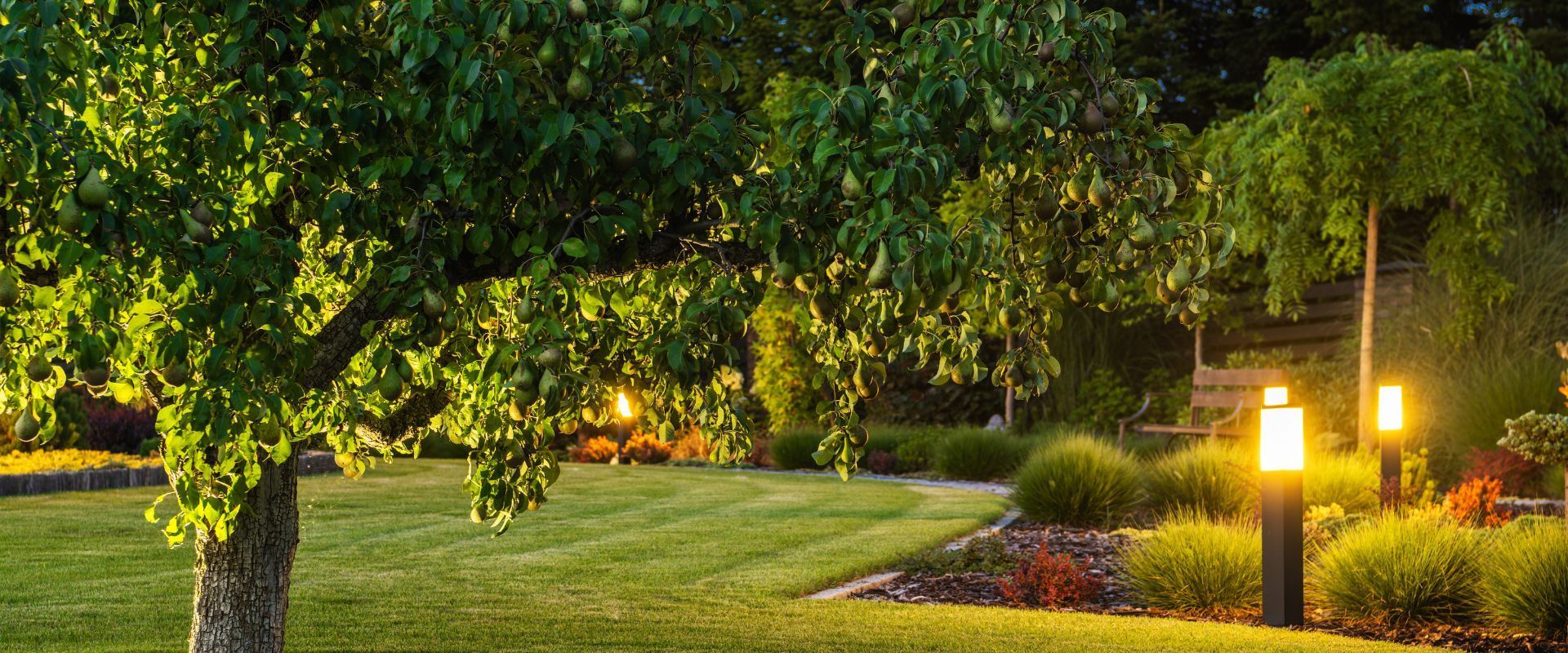A lush green park with trees and lights at night.