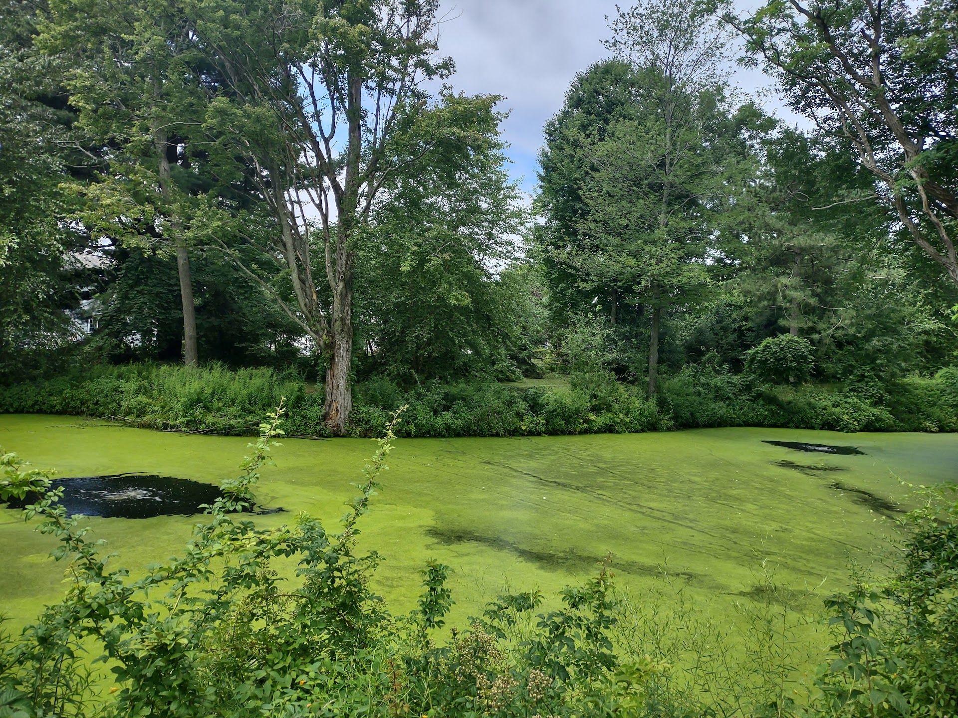 Pond aeration can help balance algae levels