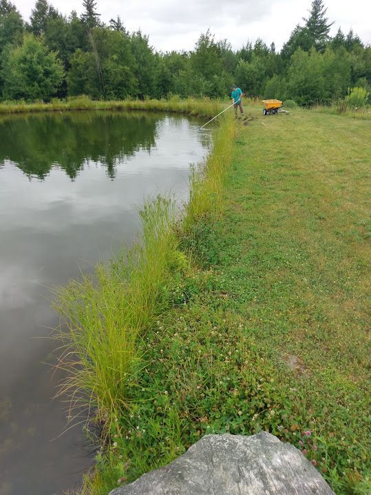 Vermont Pond Planting