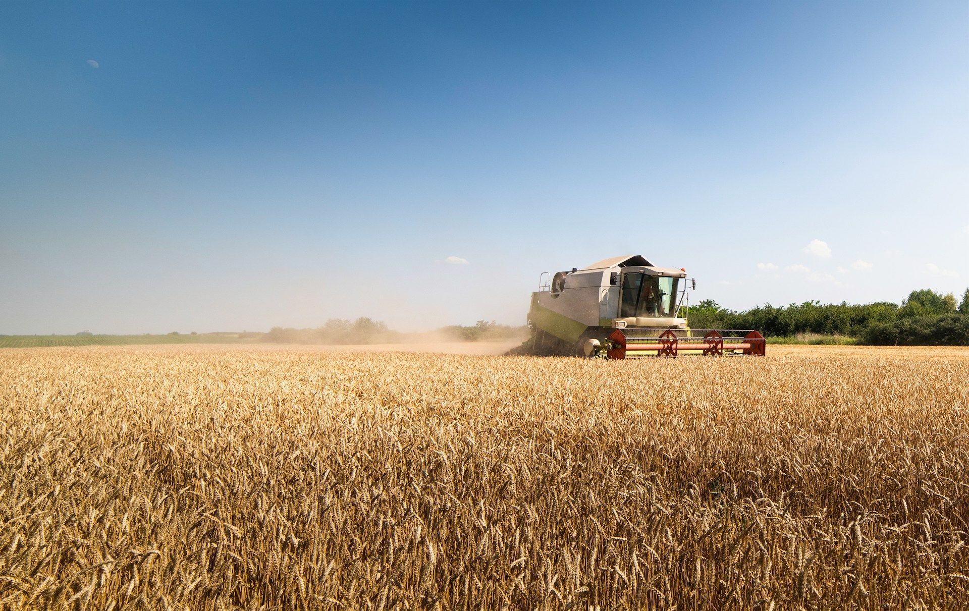 Combine harvester harvesting wheat in a field under a blue sky.