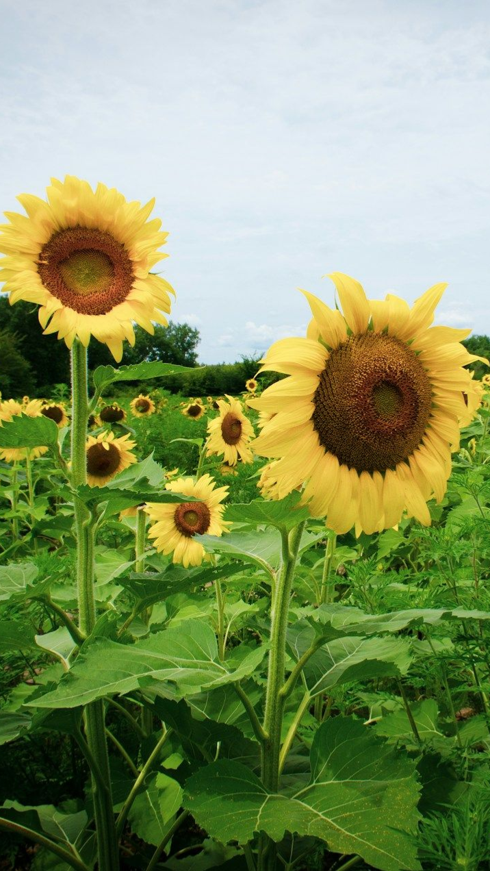 Field of sunflowers with large yellow petals and brown centers under a cloudy sky.