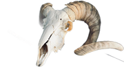 White ram skull with curved horn on a white background