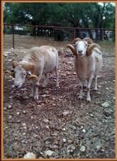 Two sheep standing in a fenced dirt pen, one looking down and one facing the camera.