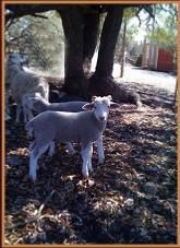 Two white sheep standing under a tree in a shaded yard, with a sunlit fence in the background