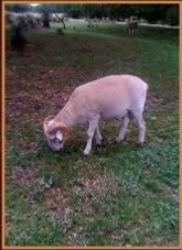 A sheep grazing on grass in a yard near a fence.
