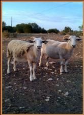 Two sheep standing on a dirt path in a rural field at dusk.