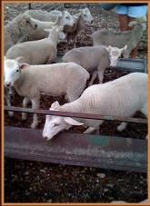 Several white sheep gathered behind a wooden fence in a pen