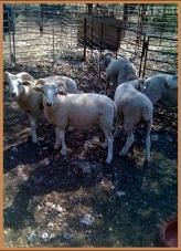 Sheep standing in a fenced pen, with sunlight and shadows on the dirt ground.