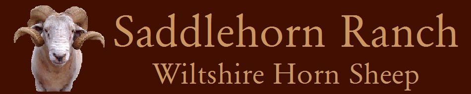 Saddelhorn Ranch logo with a horn sheep head on a brown background and the text “Wiltshire Horn Sheep”