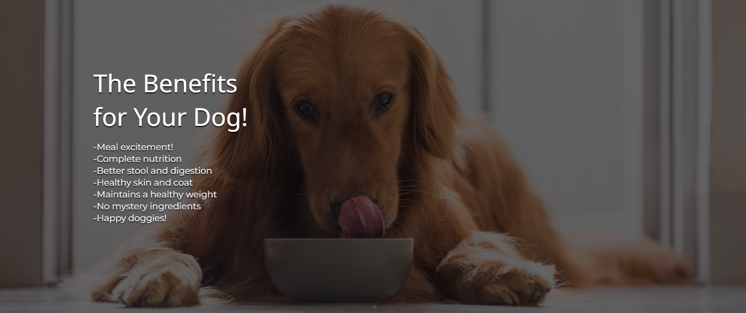 Dog eating food
