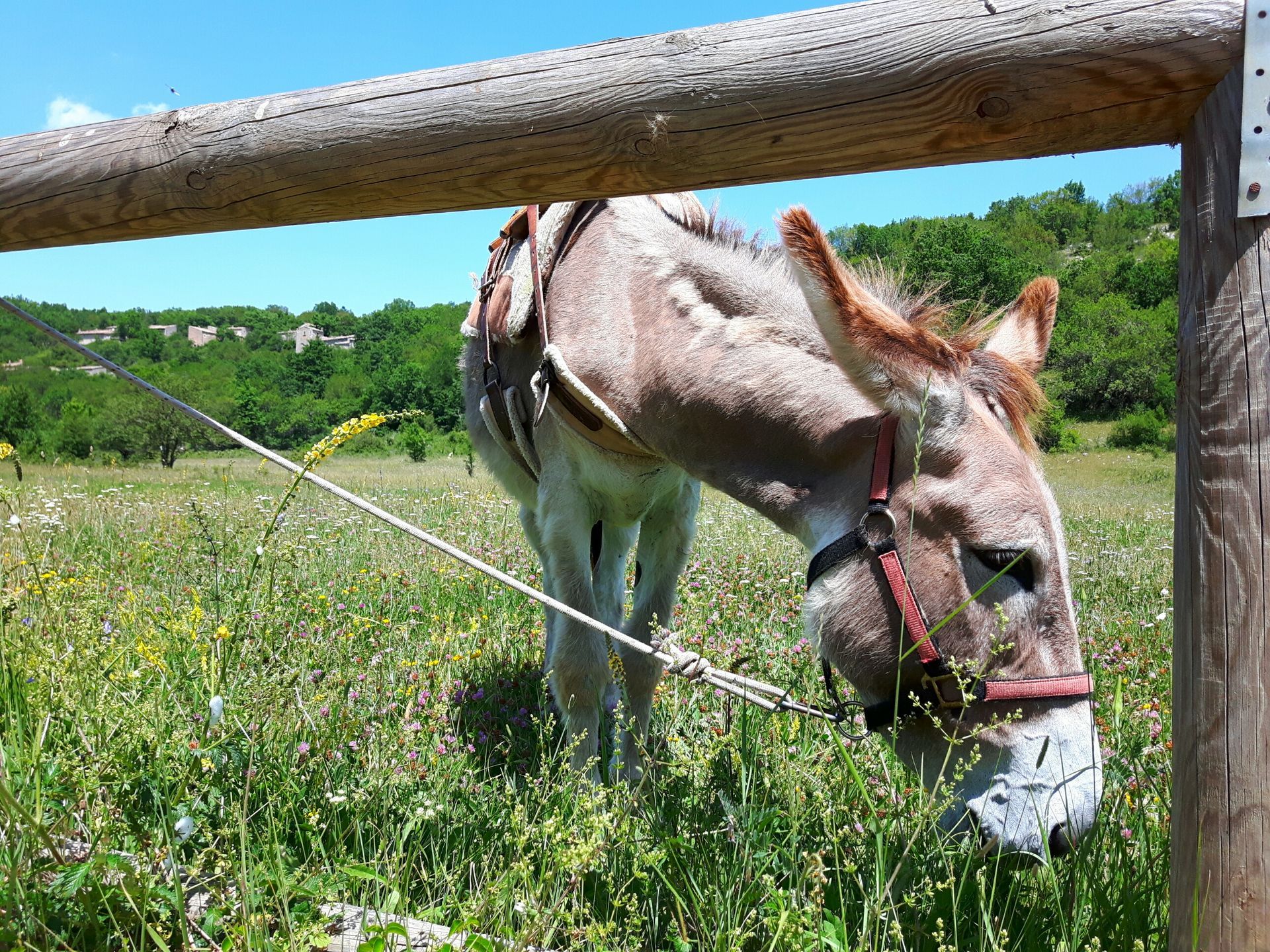 Donkey in the Subequana Valley