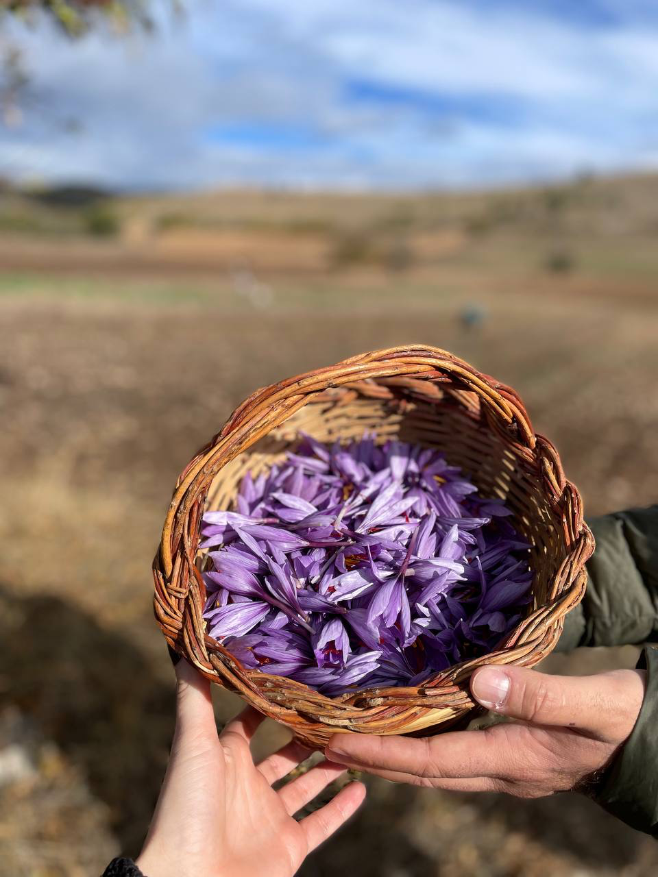 Saffron basket in Navelli, L'Aquila