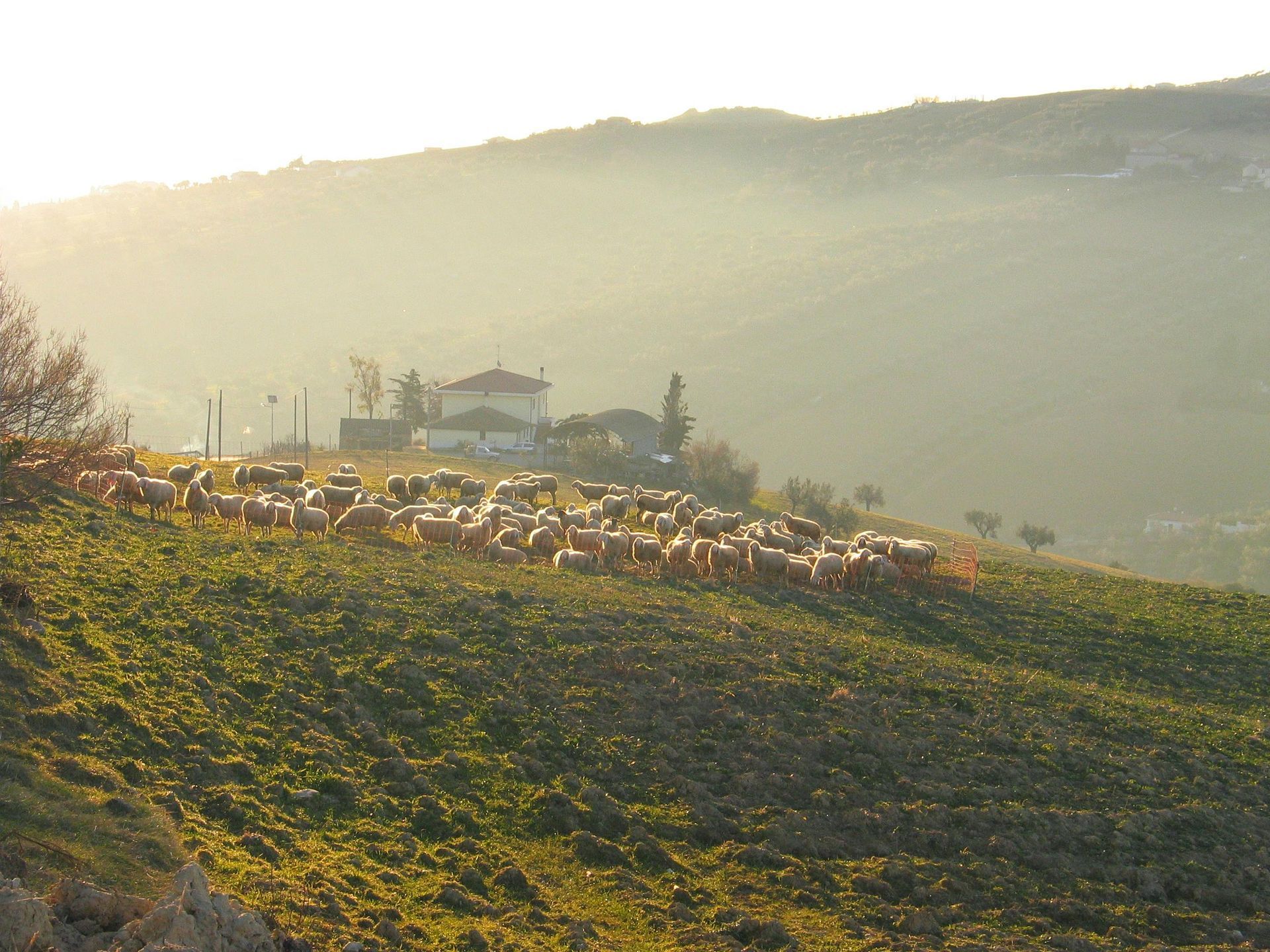 Sheep in Abruzzo's mountain