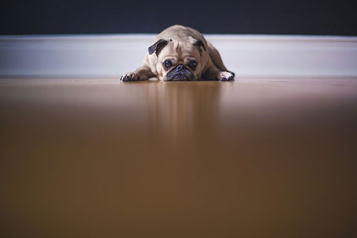 A tan pug lies on a hardwood floor, resting its chin on its paws and looking directly at the camera.