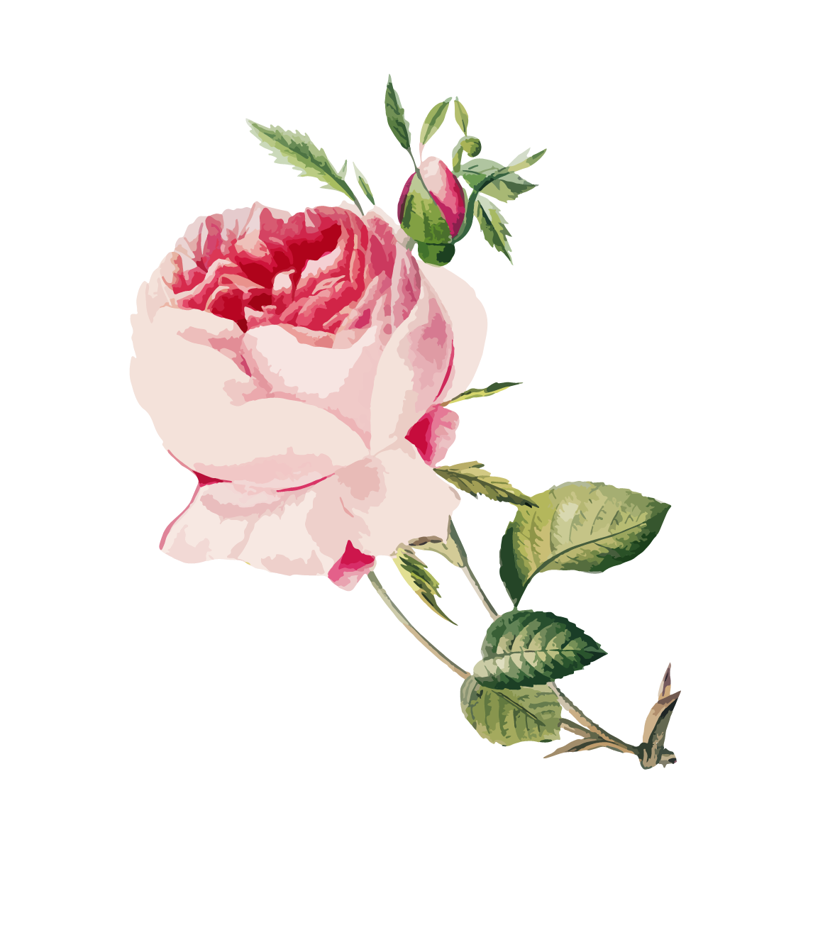 A pink rose with green leaves on a white background
