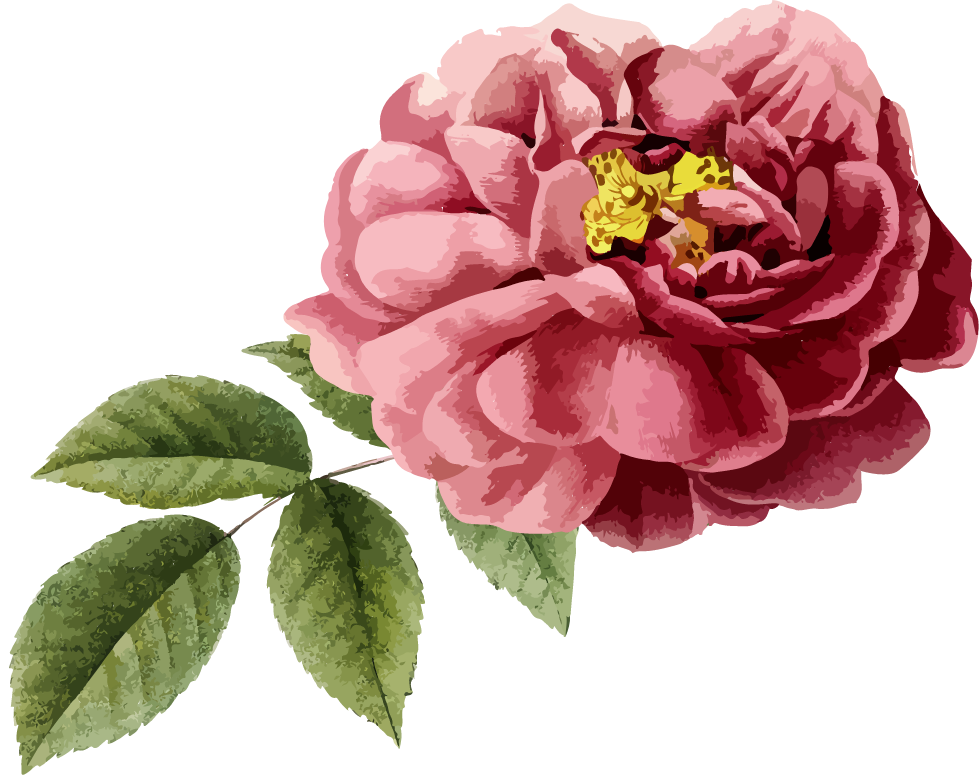 A pink rose with green leaves on a white background