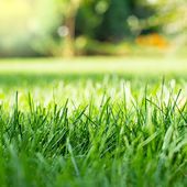 Amazing Lawn — Corpus Christi, TX — Hebert Irrigation Amazing Lawn — Corpus Christi, TX — Hebert Irrigation