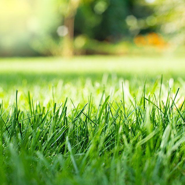 Amazing Lawn — Corpus Christi, TX — Hebert Irrigation Amazing Lawn — Corpus Christi, TX — Hebert Irrigation
