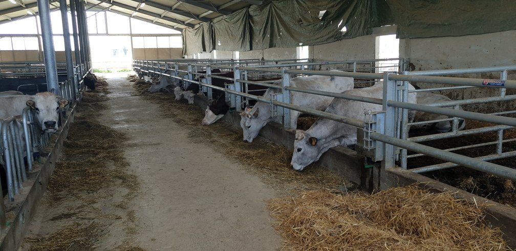 barriera-alimentazione per ovicaprini