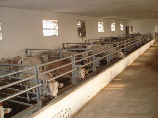 barriera-alimentazione per ovicaprini