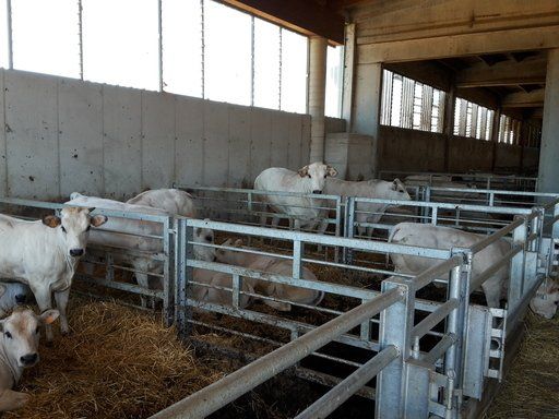 barriera-alimentazione per ovicaprini