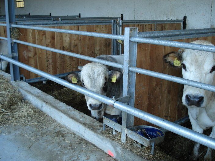 Cancelli_ciechi_per_bovini_da_ingrasso