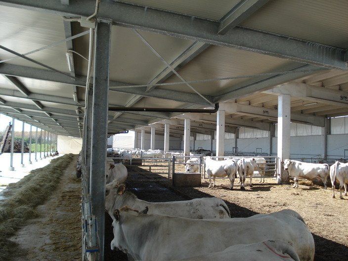linea_vacca_vitello