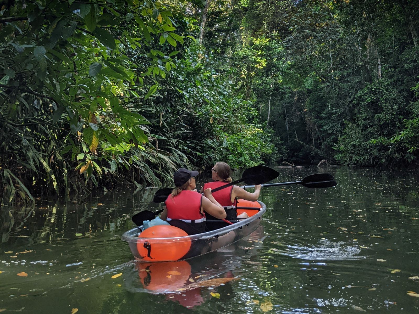 Guide pointing out wildlife during the Sloth and Kayak Tour in Punta Uva estuary, Puerto Viejo, Costa Rica.