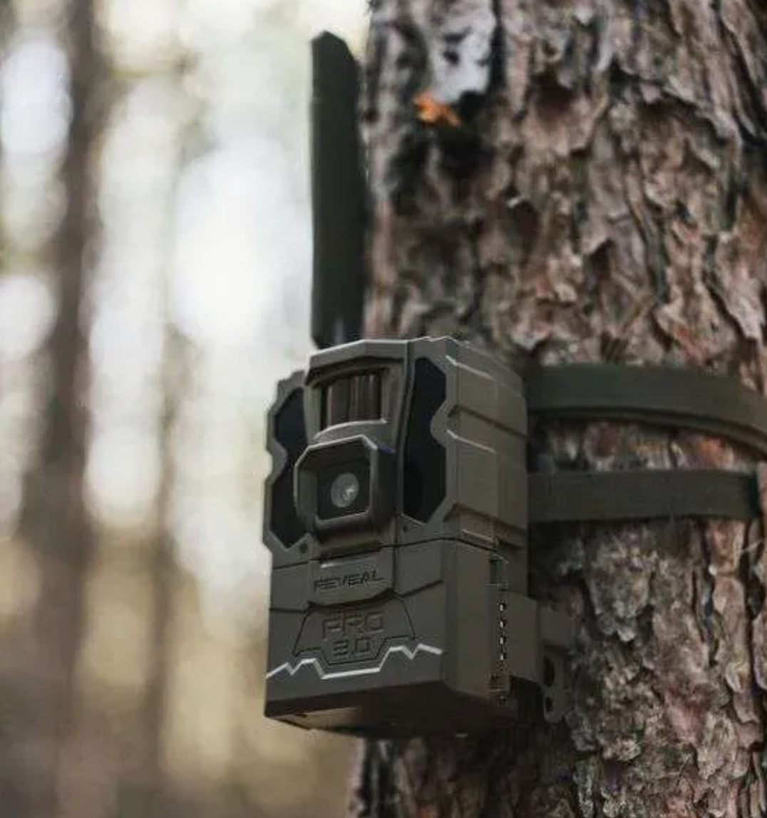 A camera is attached to a tree in the woods.