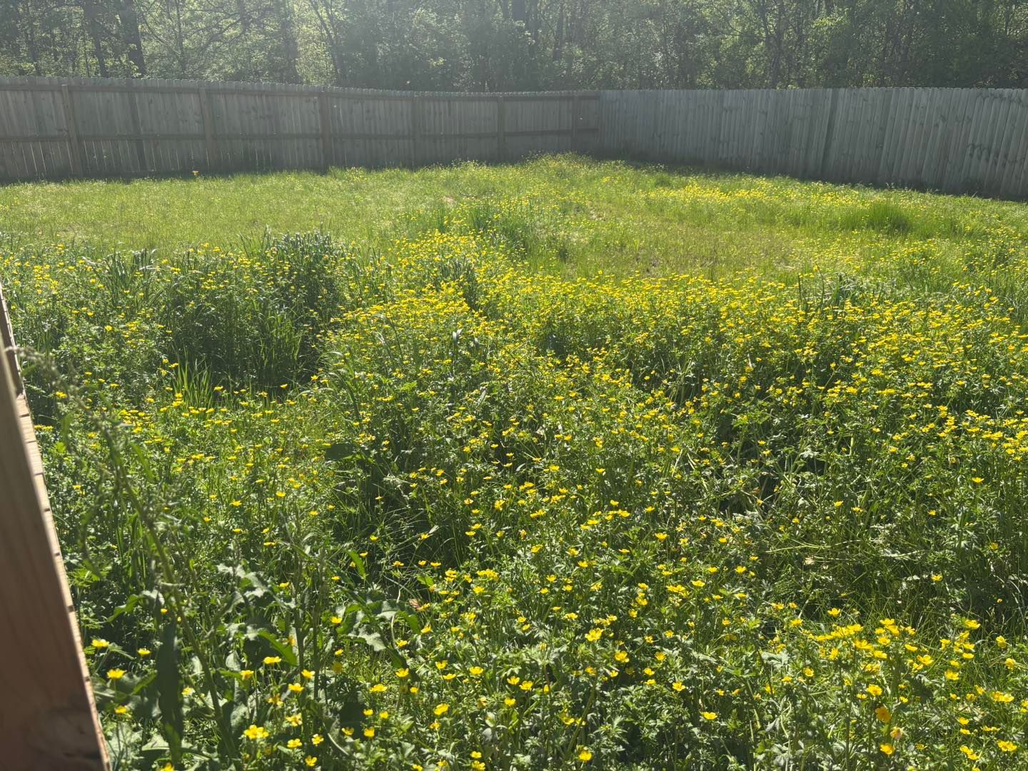A fenced-in backyard filled with overgrown grass and small yellow wildflowers under bright sunlight.
