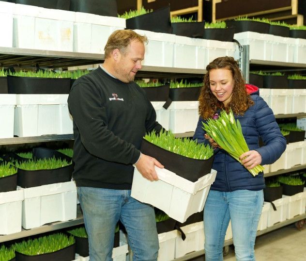 ColorPack, als grootschalig coöperatie streven wij ernaar om samen met onze klant onze tulpen in grote volumes zo vers mogelijk op een efficiënte en duurzame manier met een gezonde marge bij de consument in de vaas te krijgen.