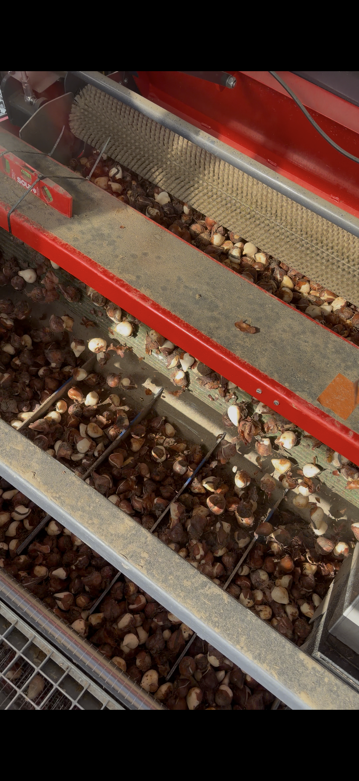 Tulpenbollen in de plantmachine