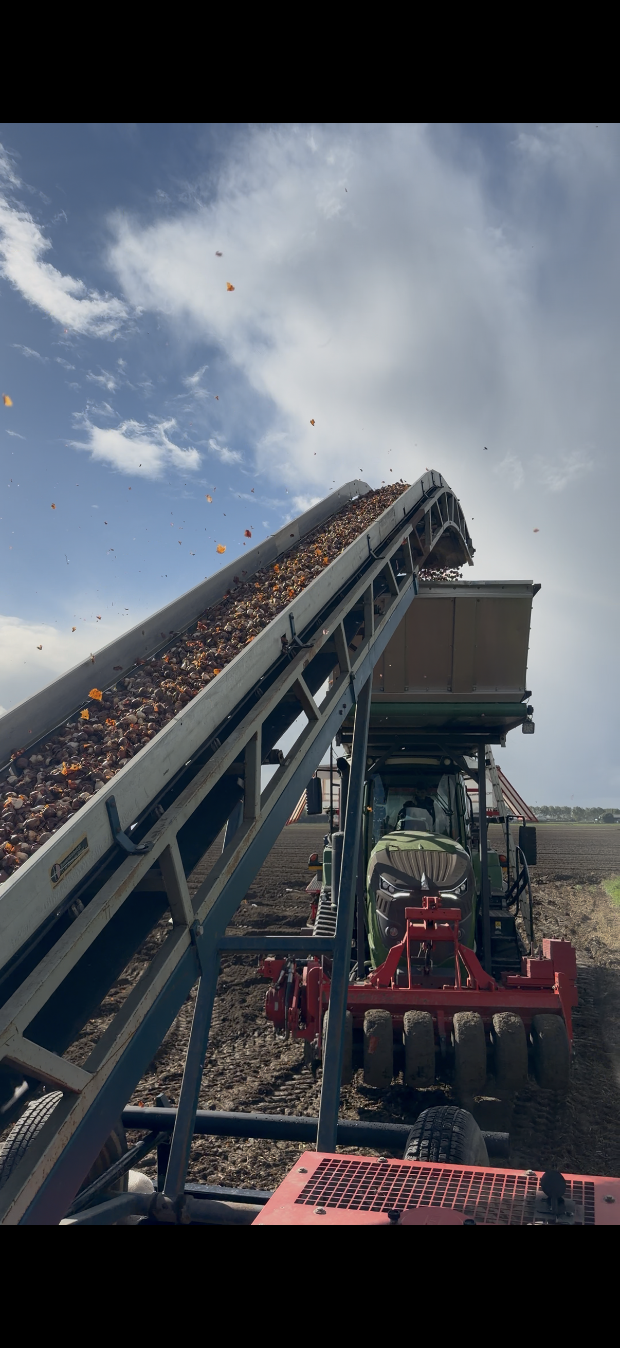 De transportband vult de plantmachine met tulpenbollen
