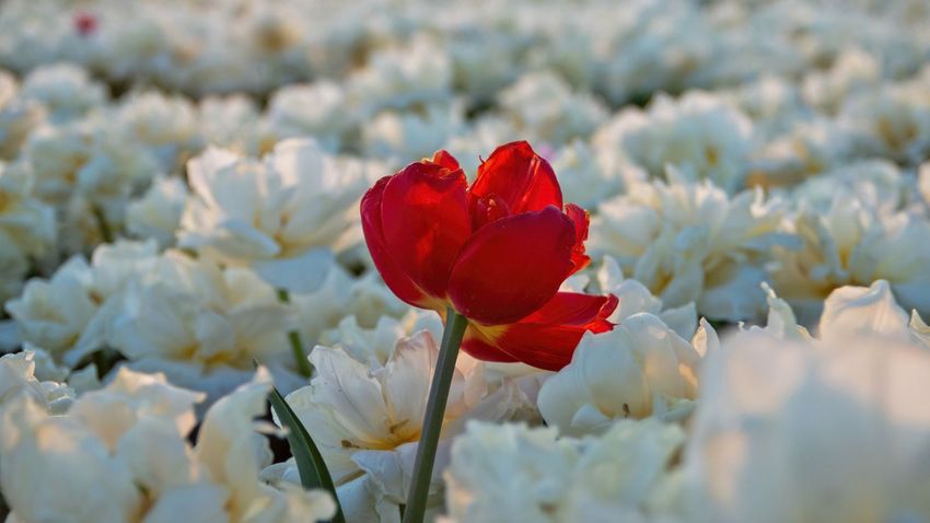 Tulpen in bloei op het land