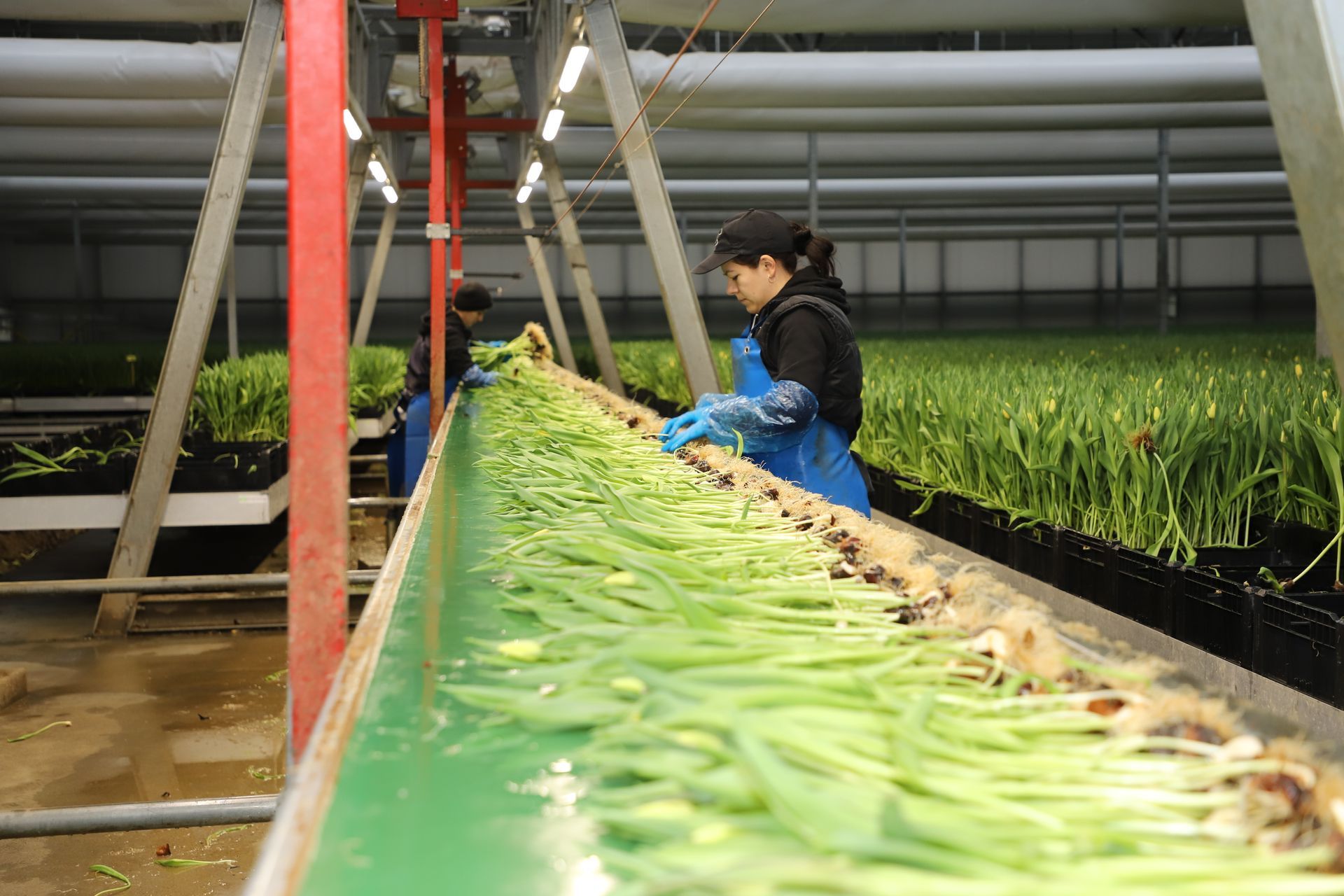Een medewerker verwerkt vers geplukte tulpen in de kas