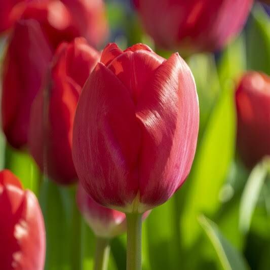 Red van Eijk — rood