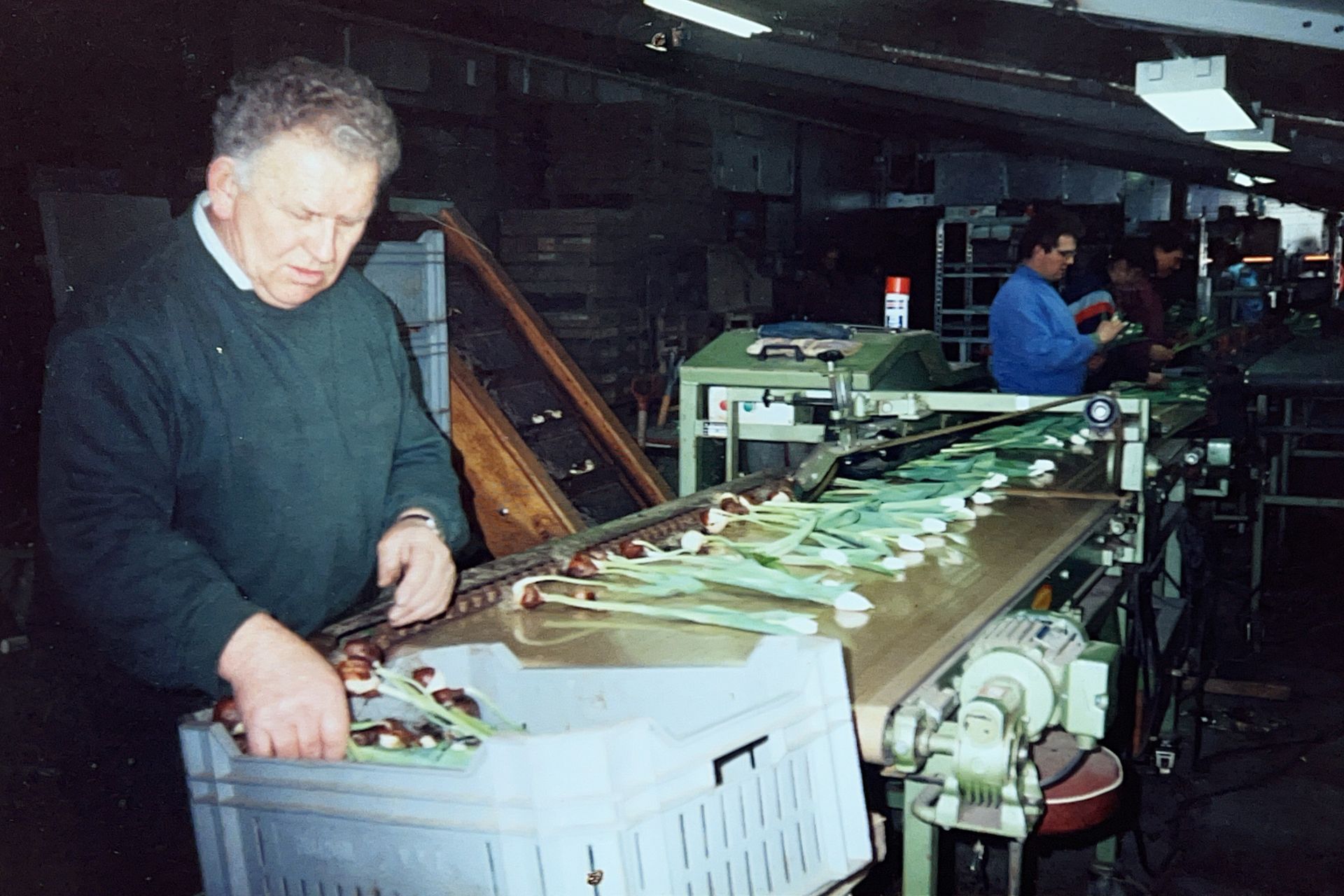 De basis van ons familiebedrijf werd gelegd door Jacob (Jaap) van der Baan. Hij startte in 1955 met de teelt van witlof hoe het vroeger ging met de teelt van witlof