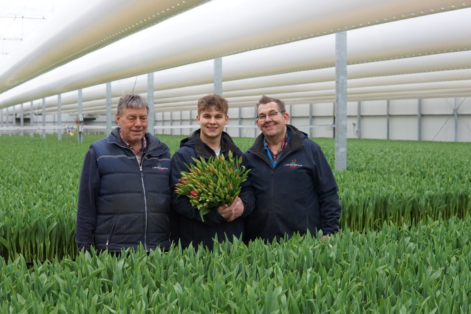 Tulpen in de kas bij van der Baan Tulpen