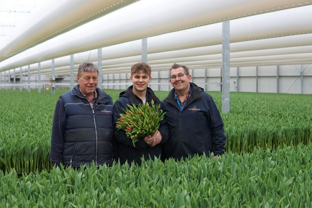 Tulpen in de kas bij van der Baan Tulpen