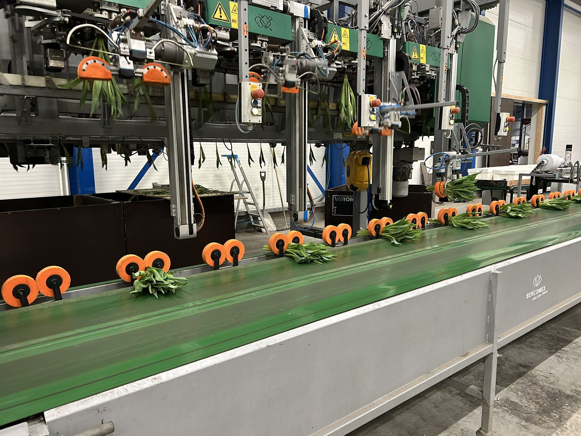 Tulpen klaar maken voor transport