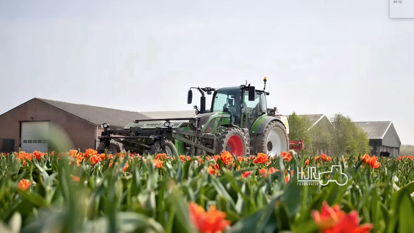 Het koppen van de tulpen op het land