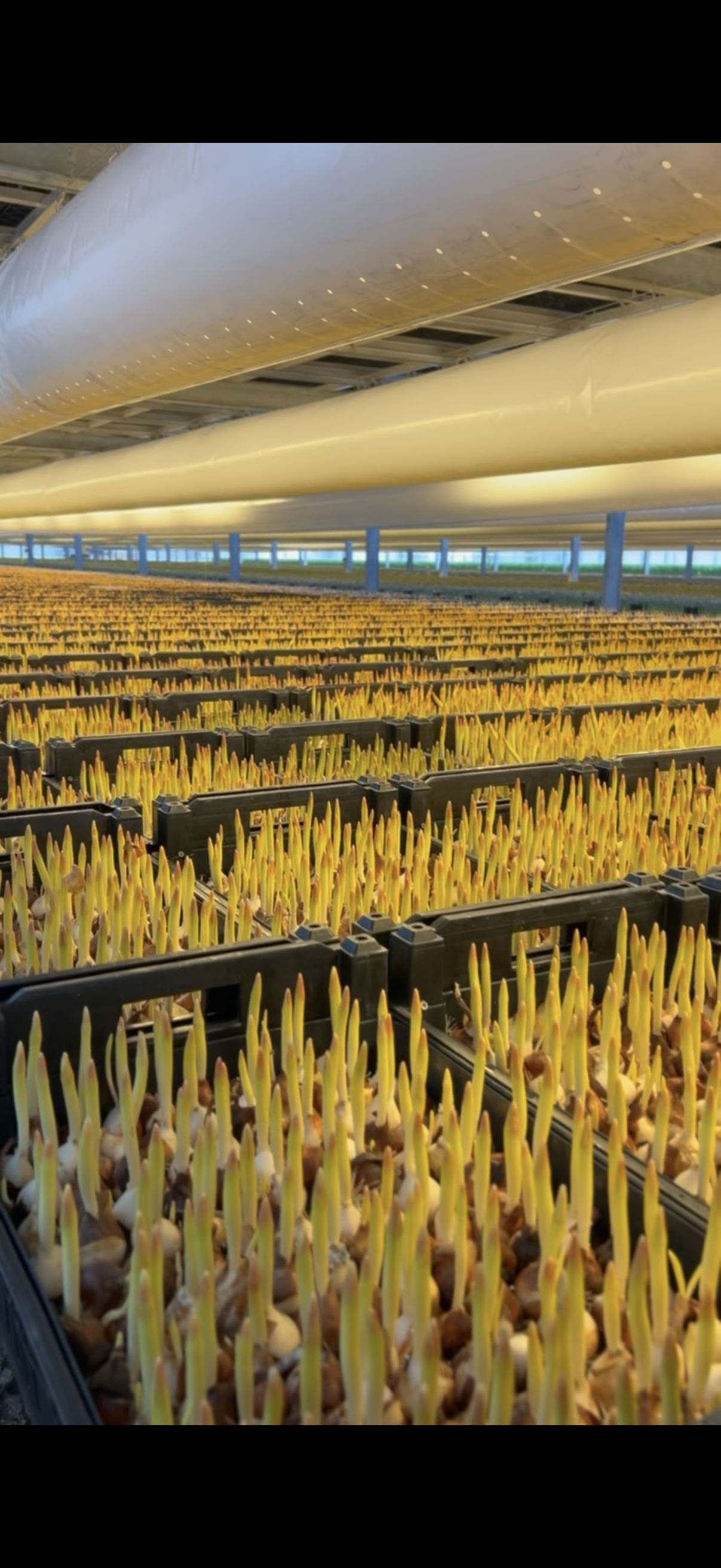 Bakken met uitlopende tulpen in de kas