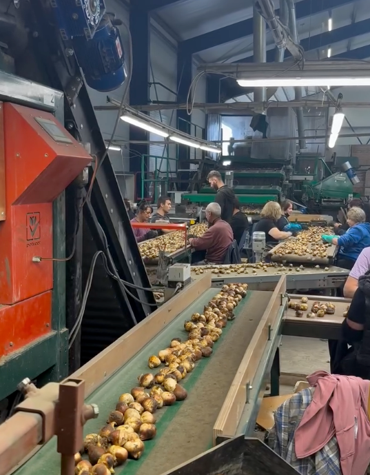 Het sorteren van de tulpenbollen in de schuur