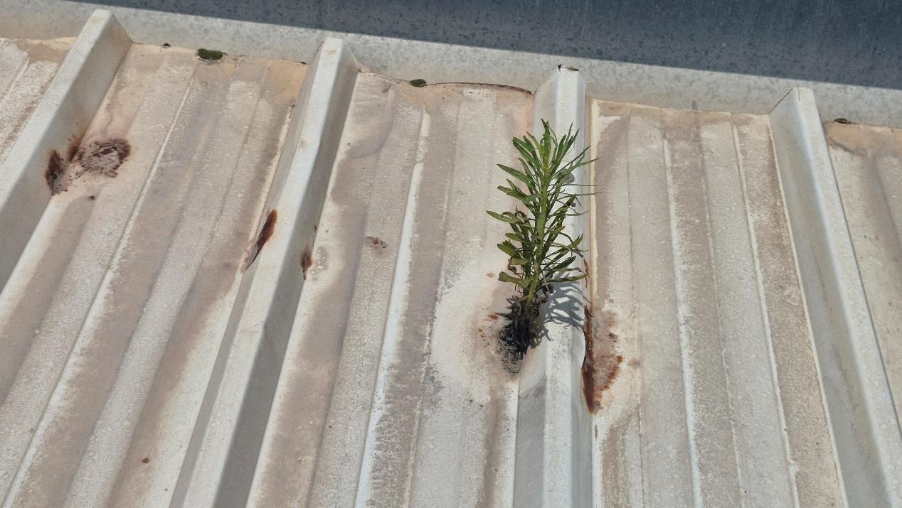 A small plant grows out of a weathered metal roof with rust spots.