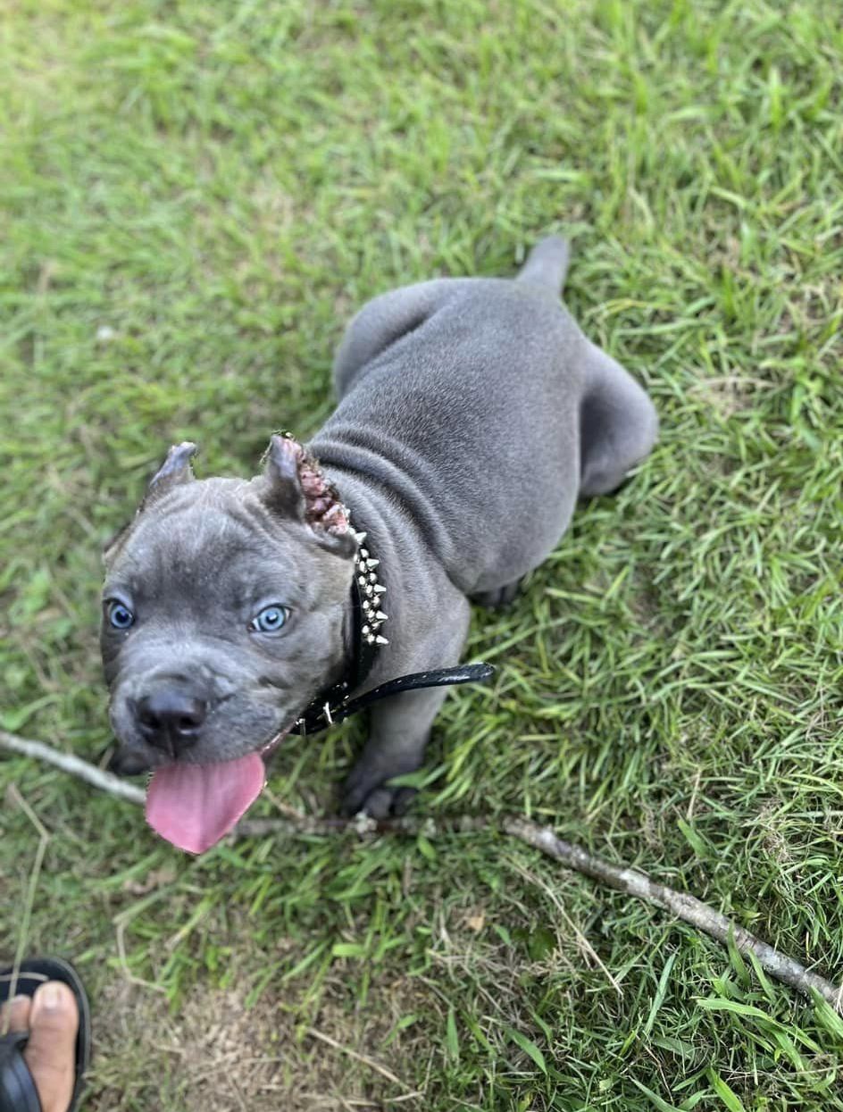 Available Puppies