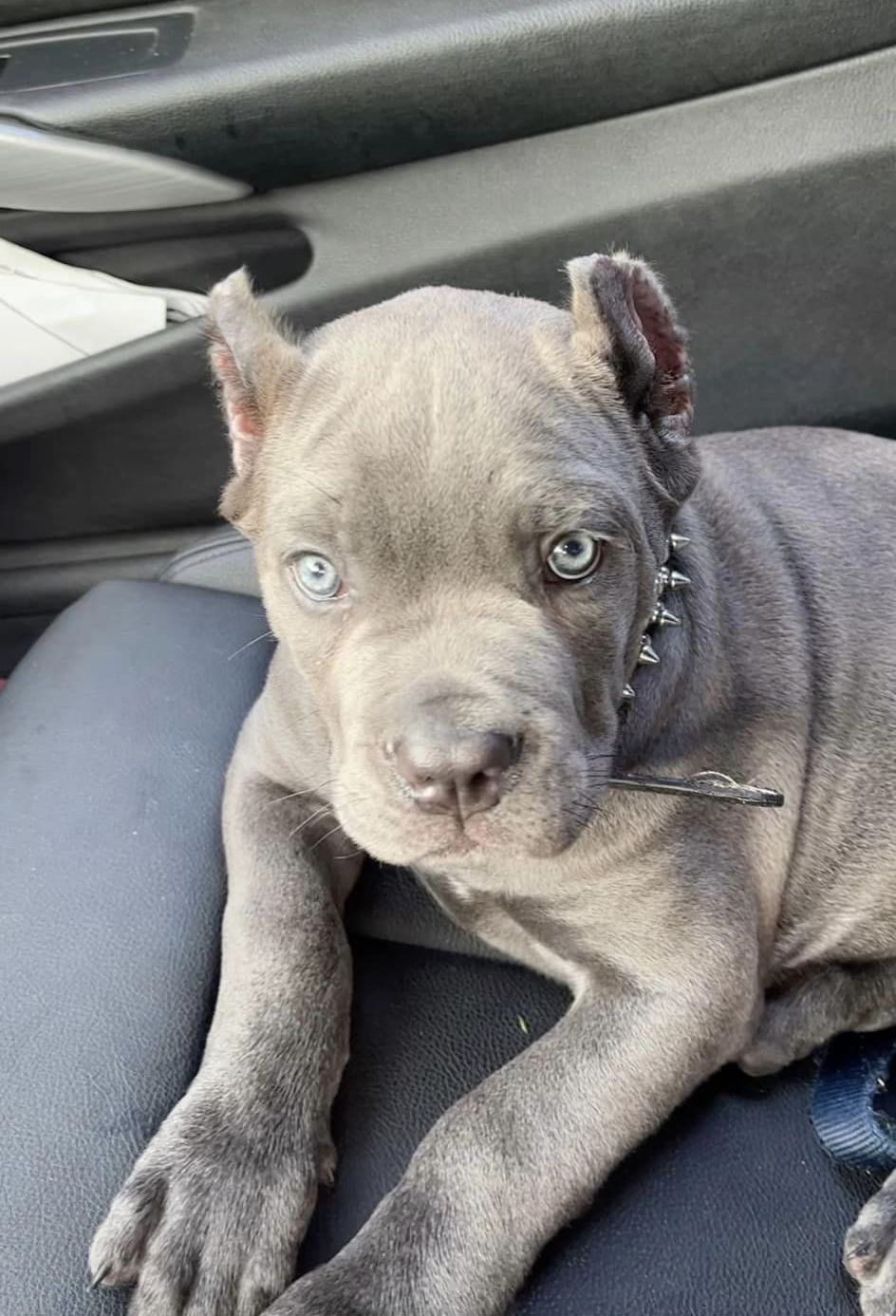 Available Puppies