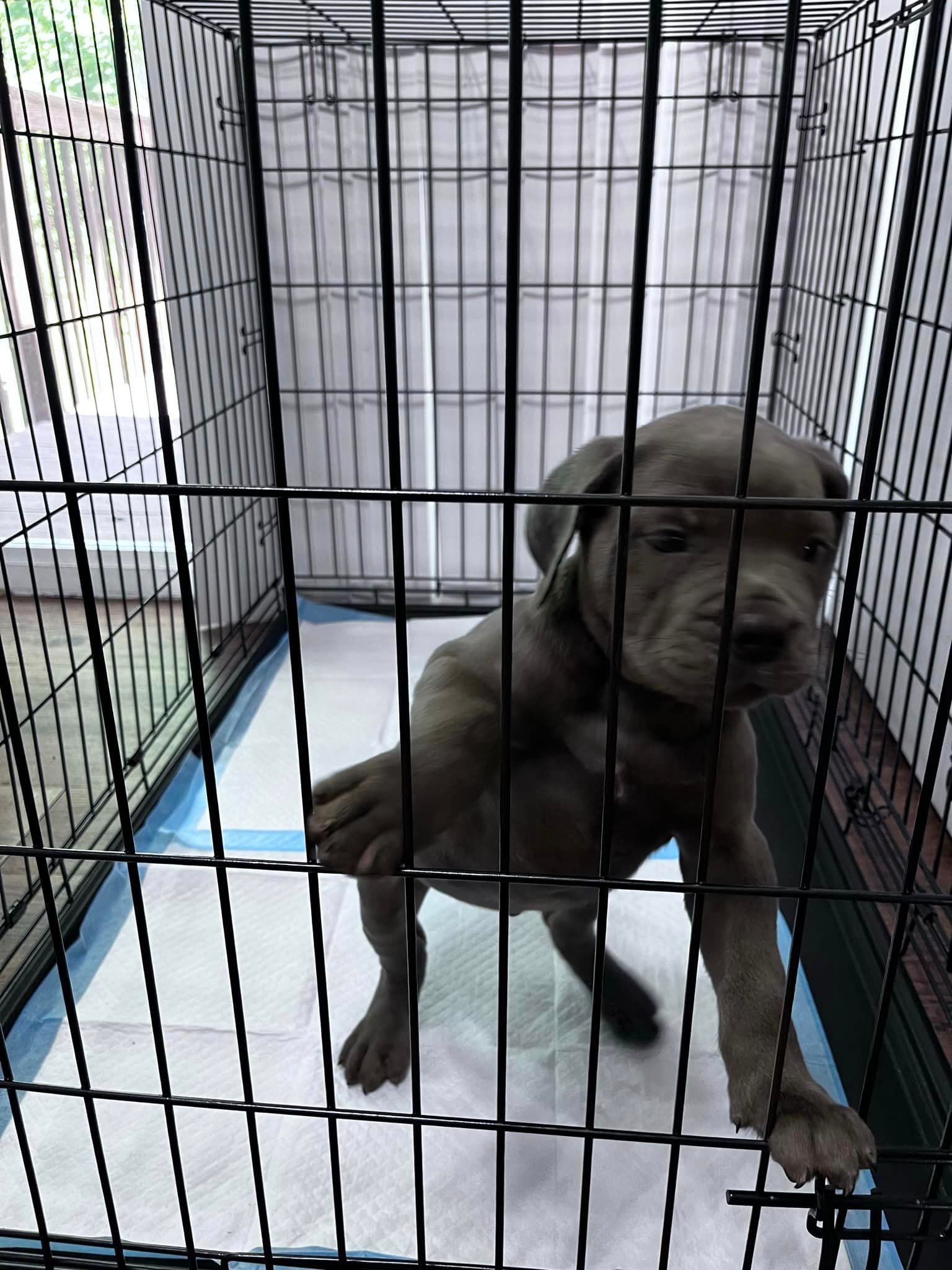 Available Puppies