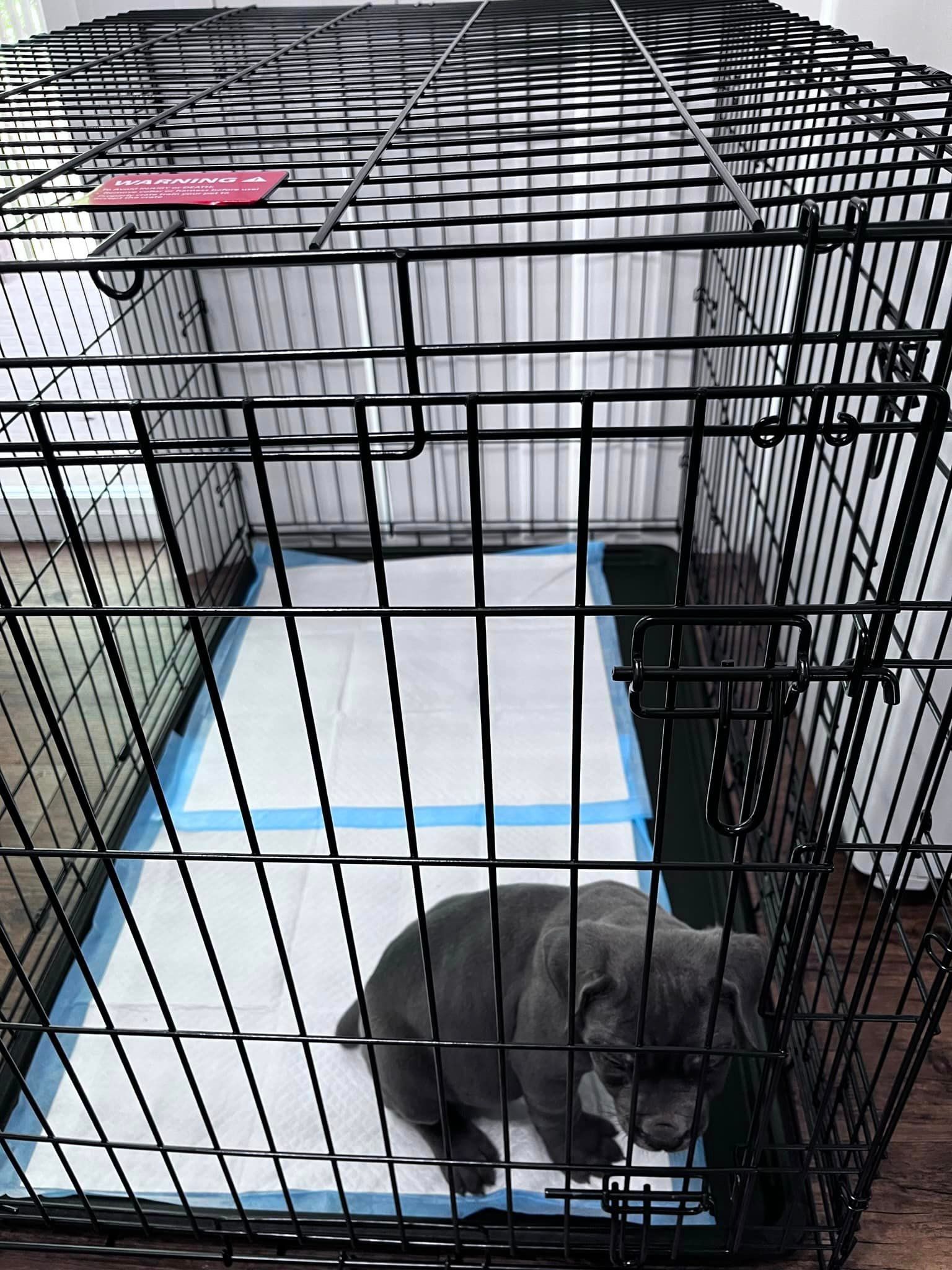 Available Puppies
