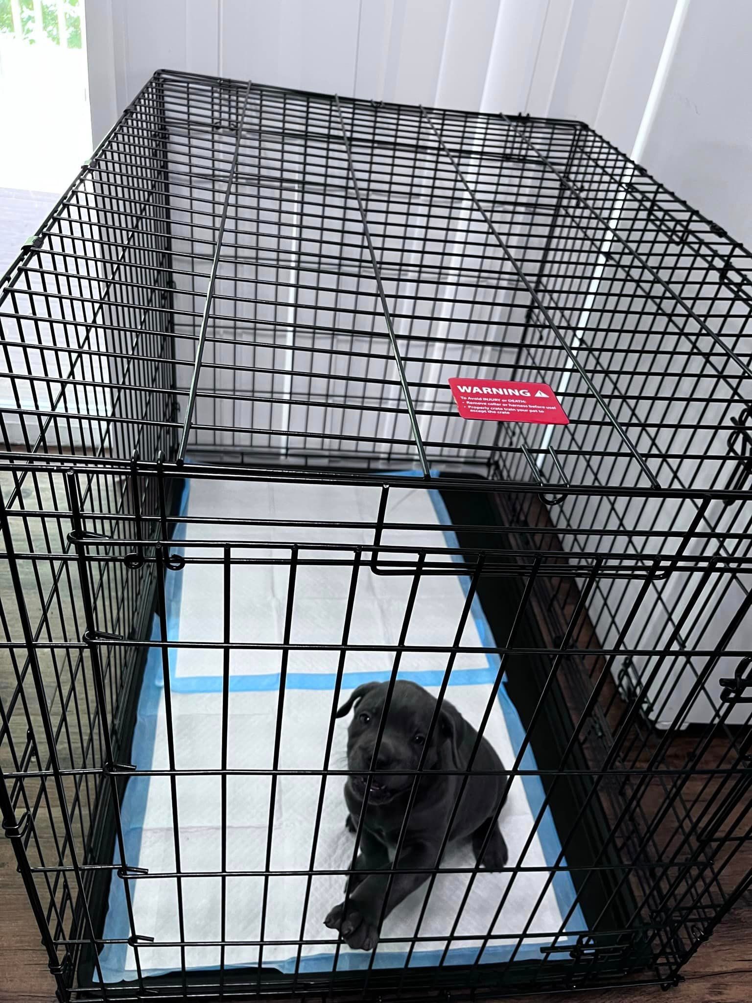 Available Puppies